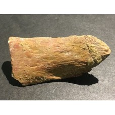 Kost dinosaura